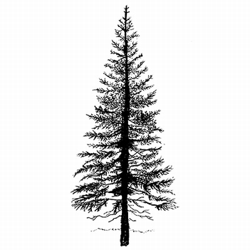 Lavinia Clear Stamp Fir Tree 1    LAV094