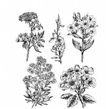 Stampers Anonymous Cling Stamp Illustrated Garden CMS295