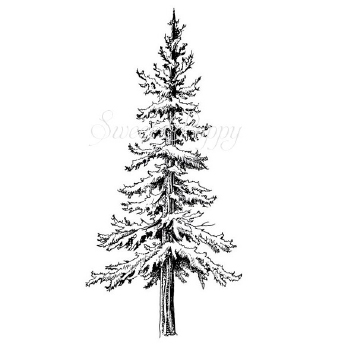 Sweet Poppy Clear Stamp Spruce Tree Large   LGESPRUCETREE