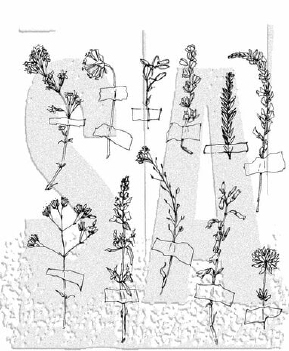 Stampers Anonymous Cling Stamp Forgotten Garden CMS481