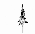Lavinia Clear Stamp Wild Flower LAV188