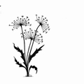 Lavinia Clear Stamp Dandelions 2    LAV220