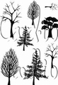 Card-io Clear Stamp Woodland Walks CCSTWOO-01