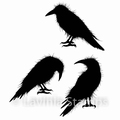 Lavinia Clear Stamp Crow Set LAV540